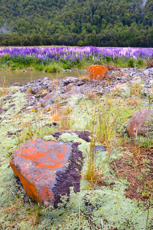 Lichen Covered Rocks On Banks Of Eglinton River